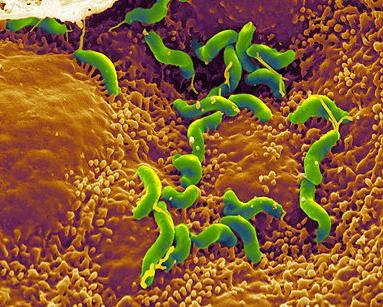 Helicobacter e terapia di eradicazione